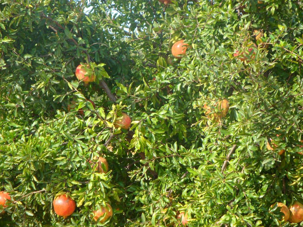 Quinta Dos Poetas Nature Hotel & Apartments Pechão 外观 照片